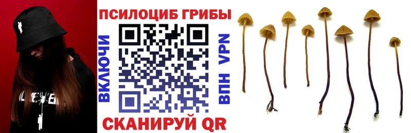 Галлюциногенные грибы прущие грибы  Плёс 